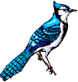 bluejay